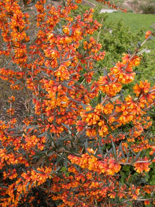 Vintergrønn søramerikansk berberis (Berberis linearifolia 'Orange King')